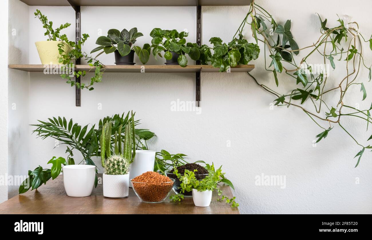 Giardino interno fai da te con piante verdi, fiori, cactus e succulenti in  vasi di fiori bianchi su tavolo e scaffale di legno. Suolo e drenaggio per  Foto stock - Alamy