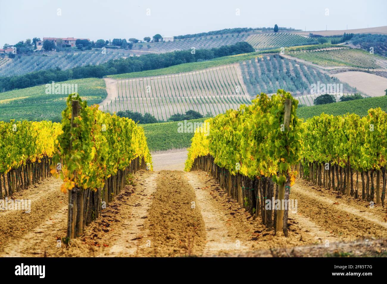 Paesaggio viticolo in Toscana, Italia. I vigneti toscani ospitano il vino più importante d'Italia. Foto Stock