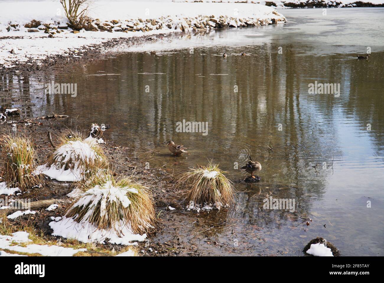 Inverno nel parco Stirin e campo da golf Foto Stock