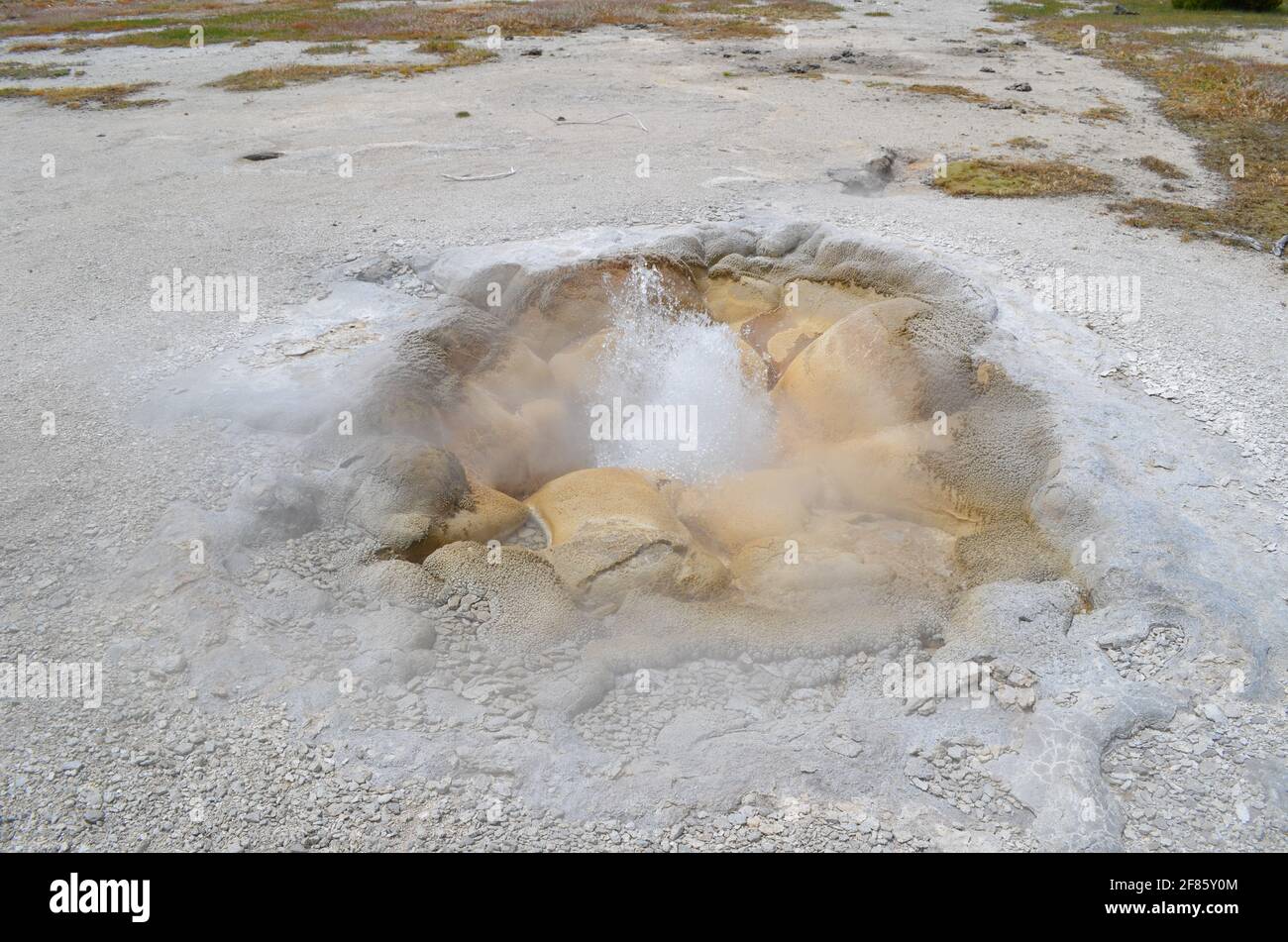 Tarda primavera nel Parco Nazionale di Yellowstone: Gorgogliante Shell Primavera del Gruppo Sapphire nella zona del Bacino Biscuit del Bacino superiore Geyser Foto Stock