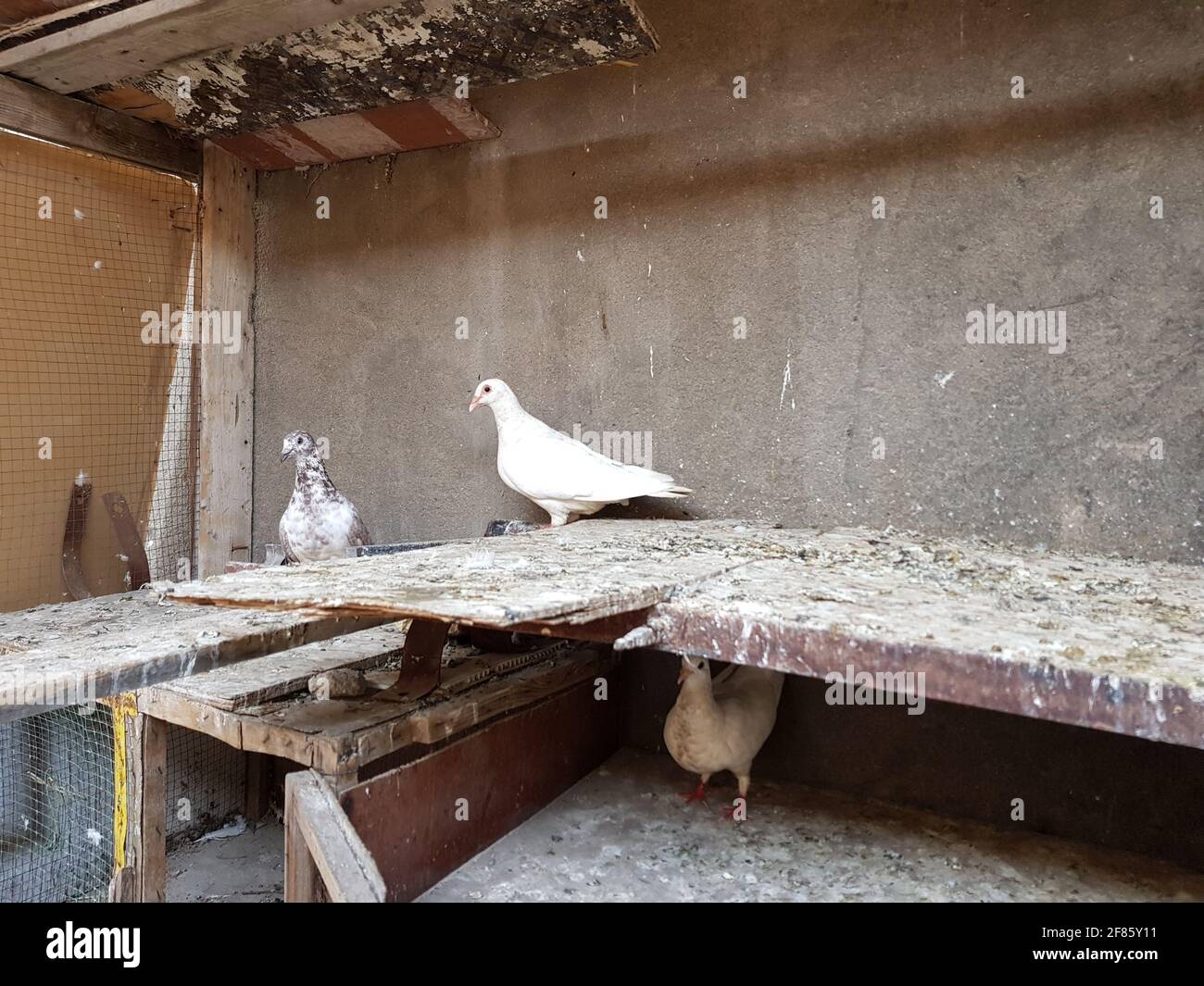 Piccioni in un cupolino di legno sporco all'aperto. Foto Stock