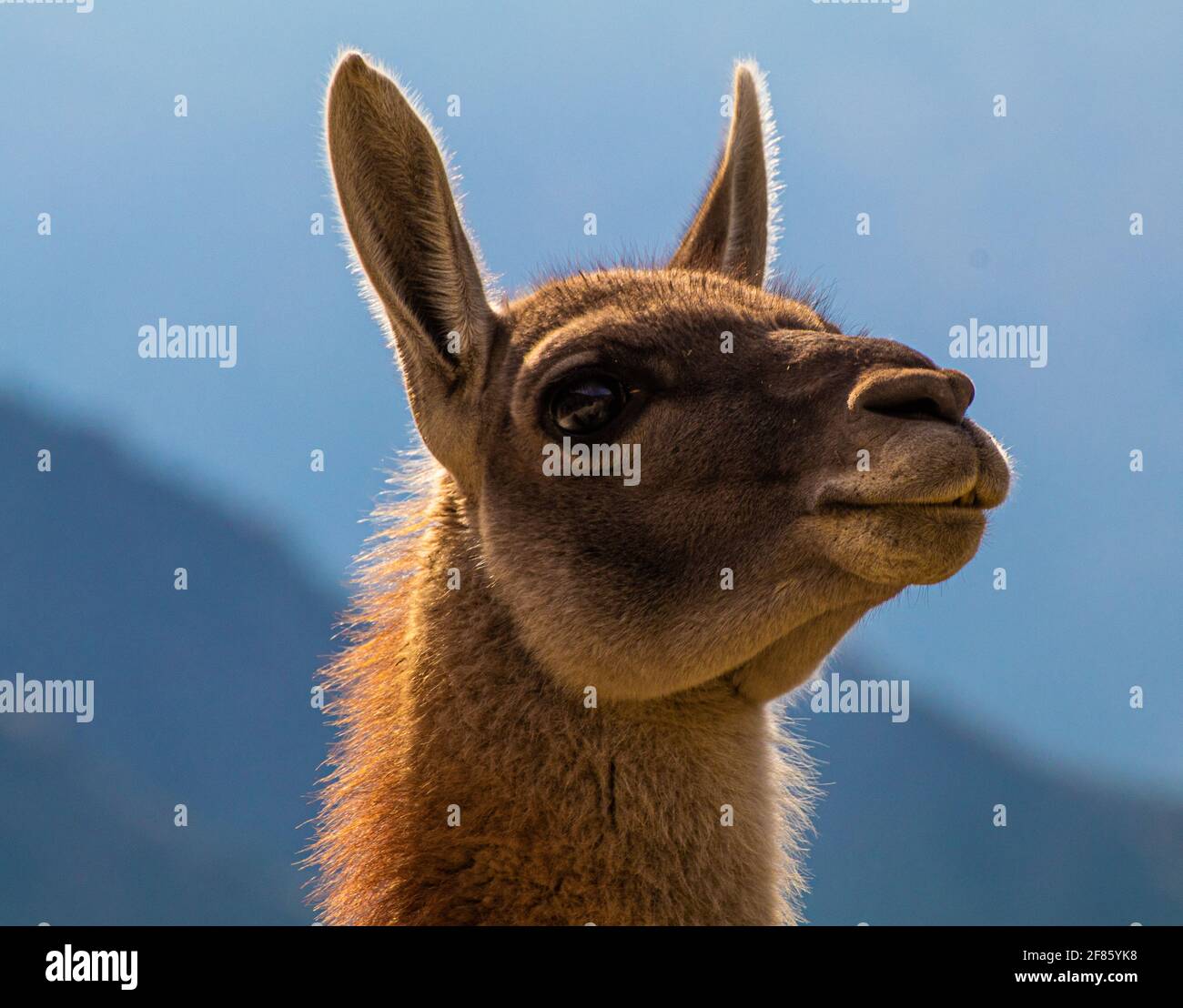 Primo piano di una simpatica e inquietante Llama in piedi Foto Stock