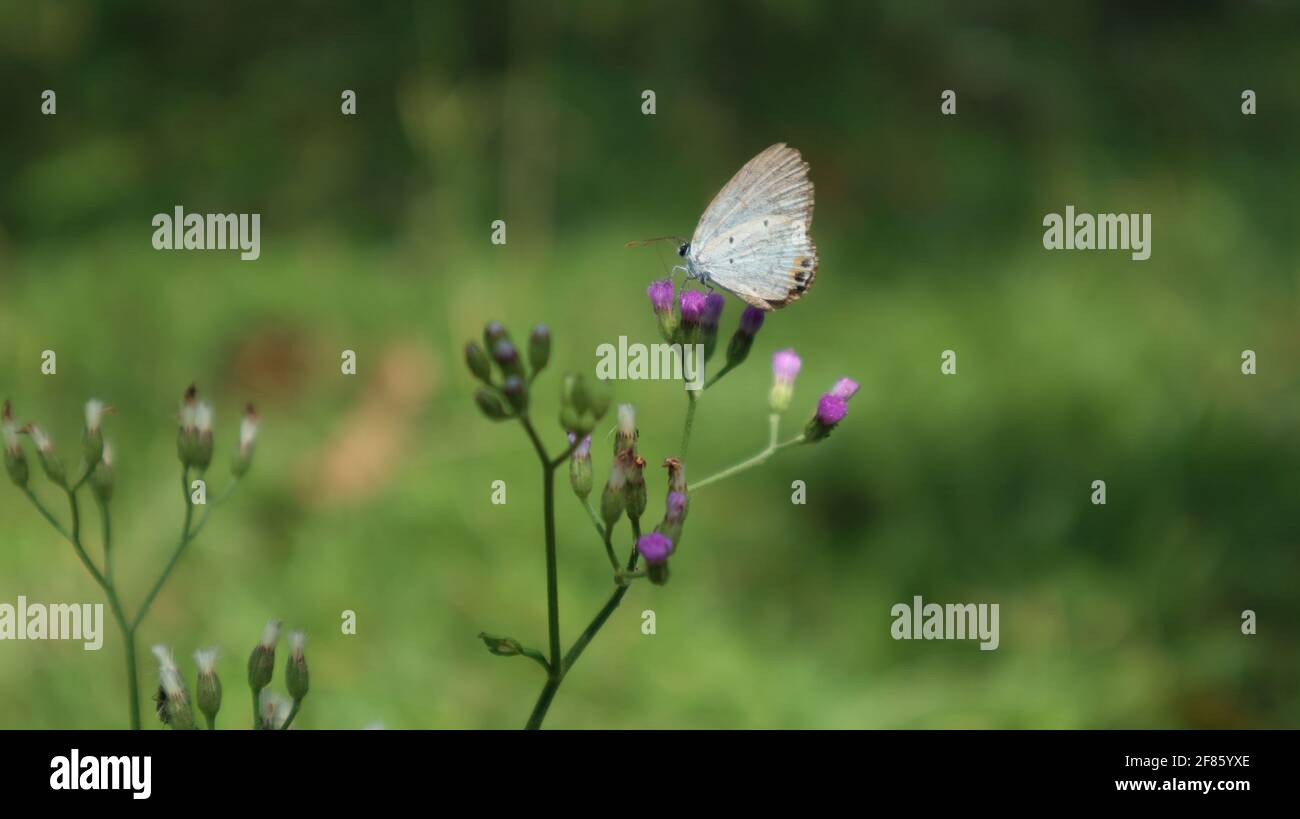 Primo piano di ramo pieno con fiori viola minuscoli, un piccolo alimentazione farfalla da fiore Foto Stock