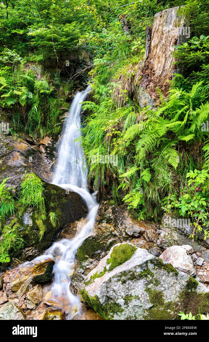 Cascata di Fahler nella Foresta Nera, Germania Foto Stock