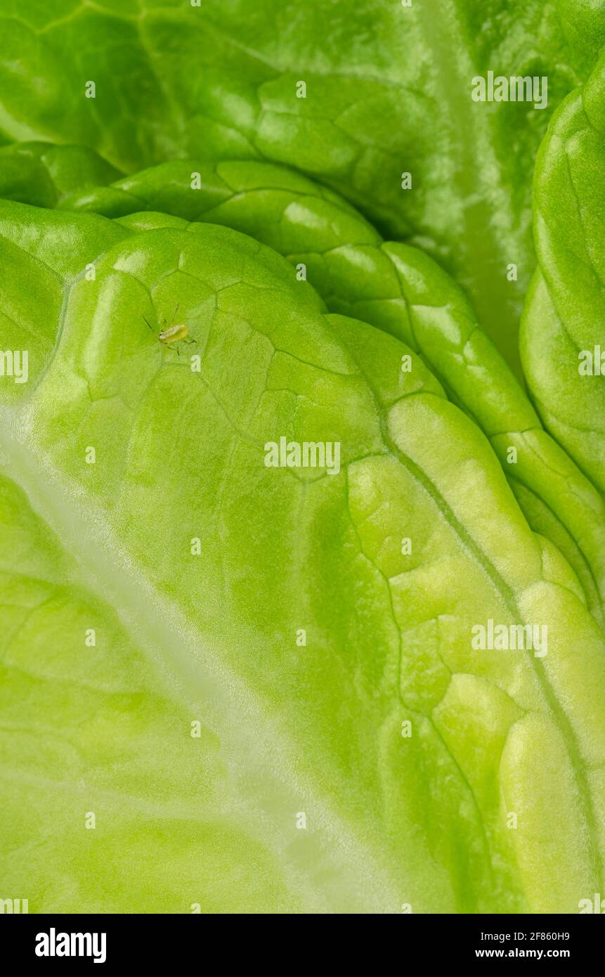 Piccola afide verde, succhiando linfa su una foglia di lattuga Romaine fresca. Greenfly, un insetto della superfamiglia Aphidoidea. Distruttivo, indebolendo peste di insetto. Foto Stock