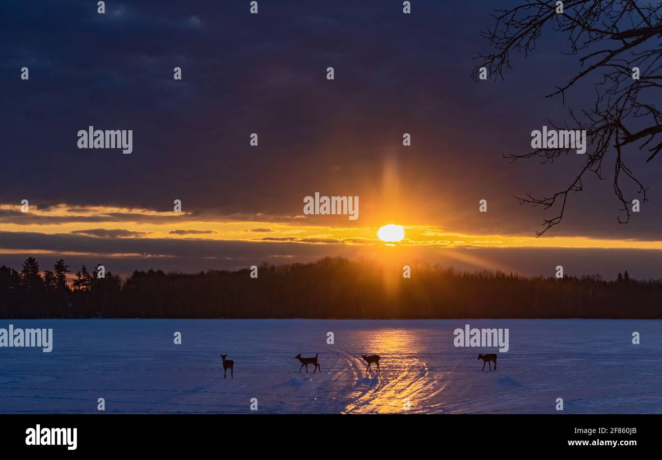 I cervi dalla coda bianca camminano attraverso un lago ghiacciato proprio come il sole sta sorgendo nel Wisconsin settentrionale. Foto Stock