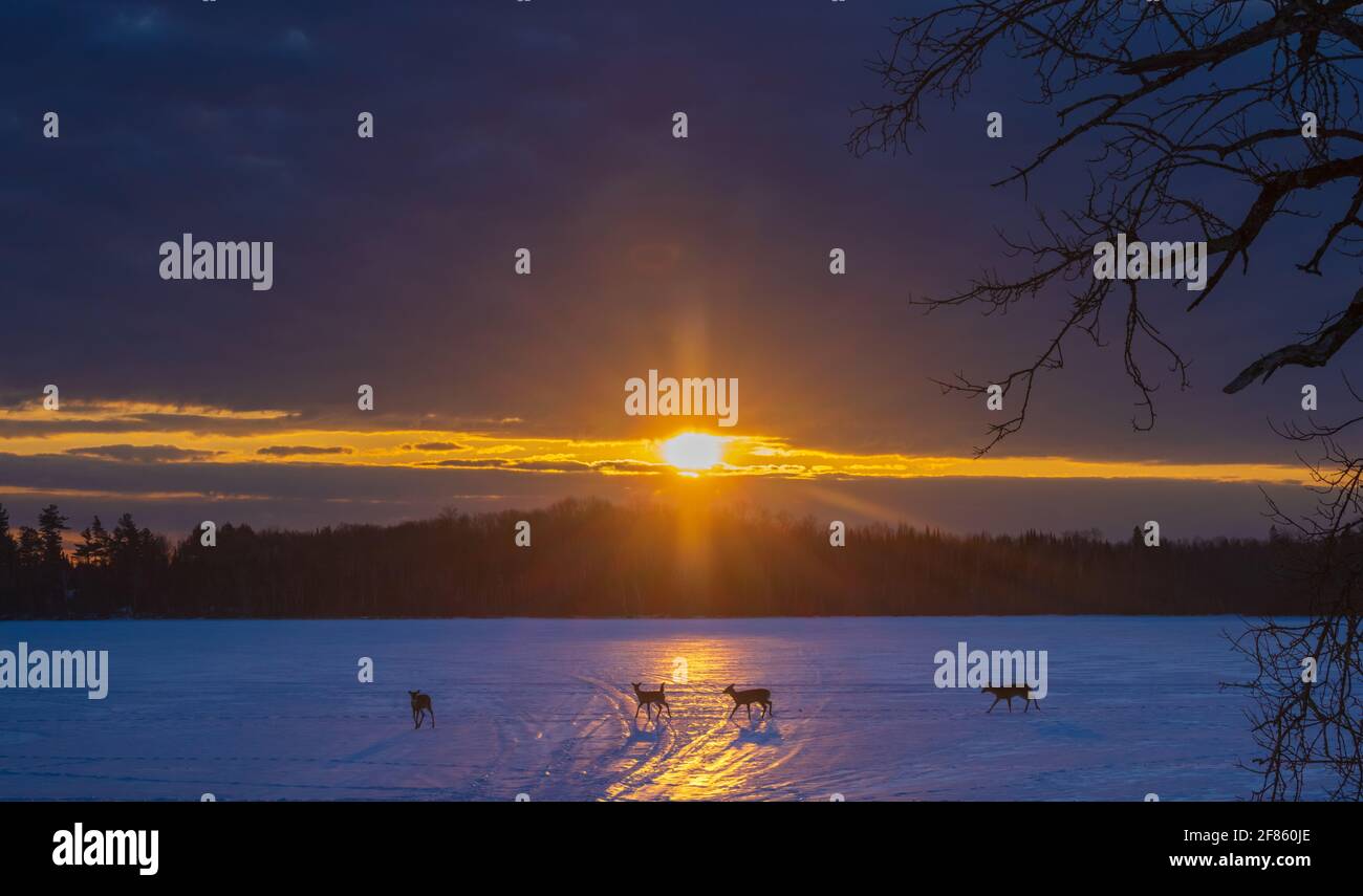 I cervi dalla coda bianca camminano attraverso un lago ghiacciato proprio come il sole sorge nel Wisconsin settentrionale. Foto Stock