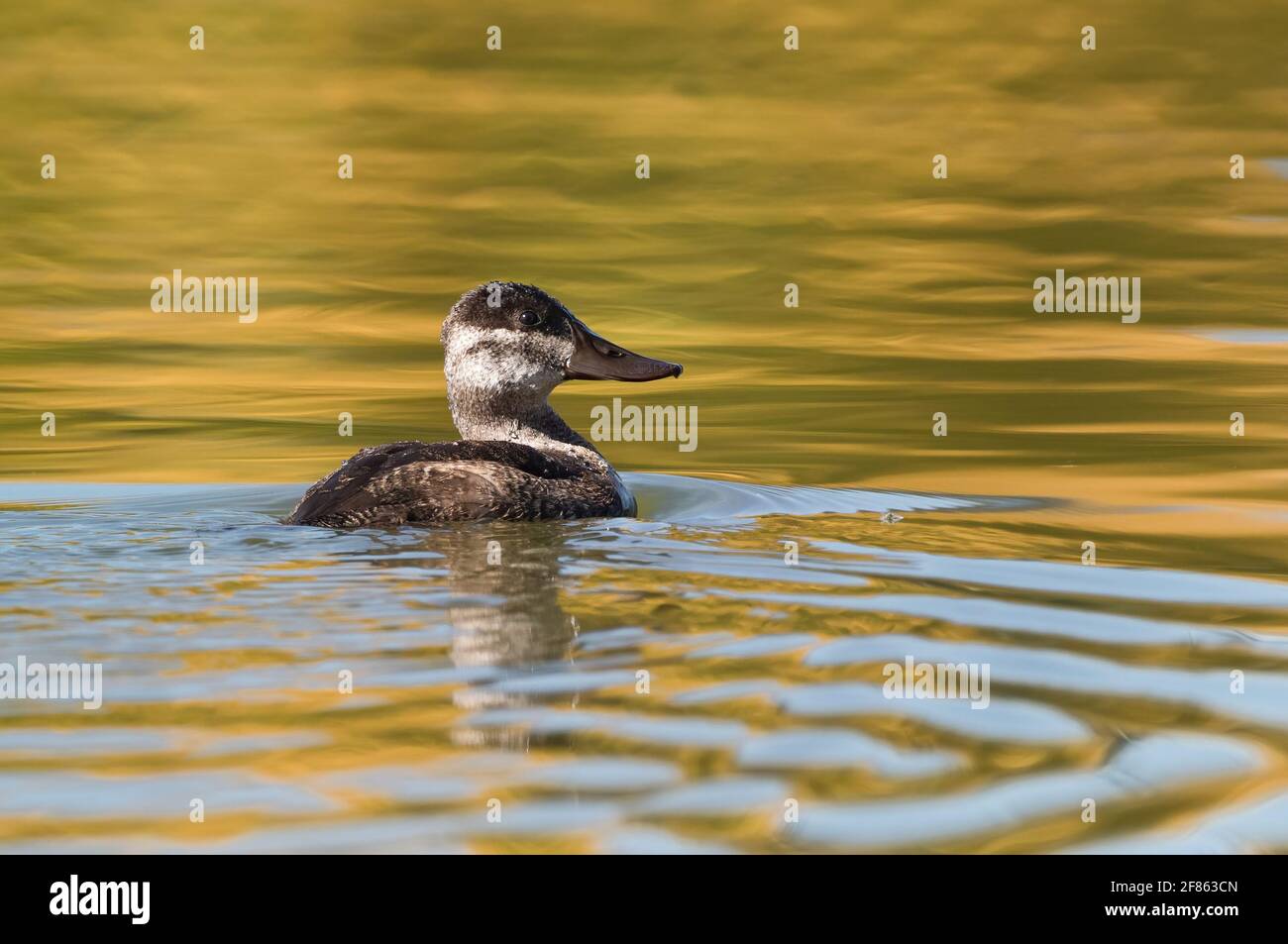 Una femmina Ruddy Duck nuotare in un lago d'oro che riflette la stagione autunnale a breve distanza. Foto Stock