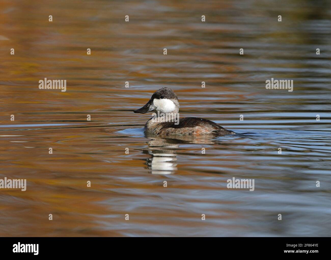 Un drago di anatra Ruddy in piumaggio non riproduttore, nuotando in un lago con colori autunnali nel mese di ottobre. Foto Stock