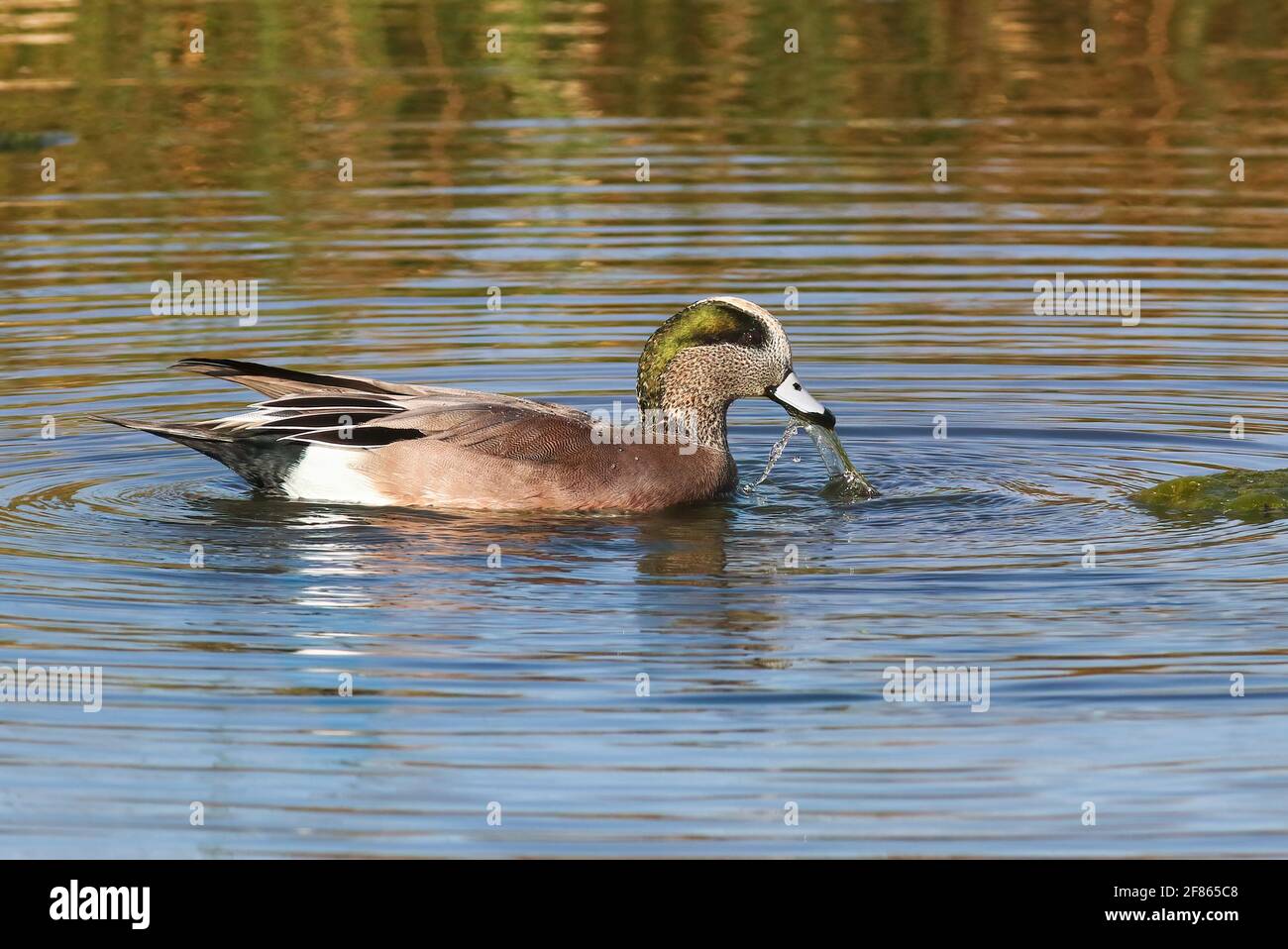 Un'anatra americana di Wigeon, che invecchia in un laghetto, tira le piante acquatiche fuori dall'acqua per mangiare. Foto Stock