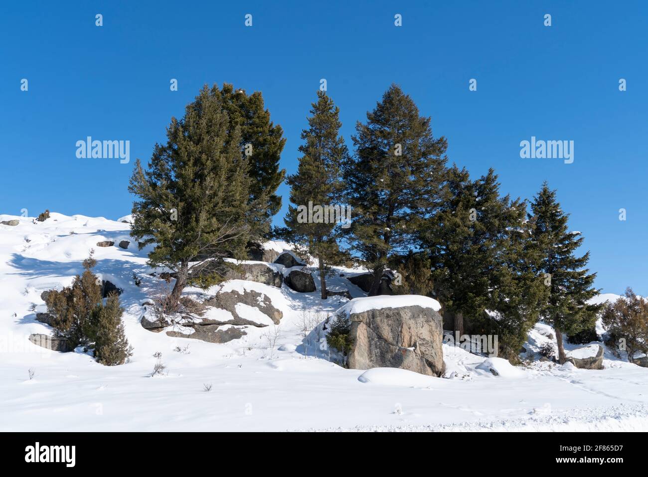 una grande roccia coperta di alberi di pino neve Foto Stock