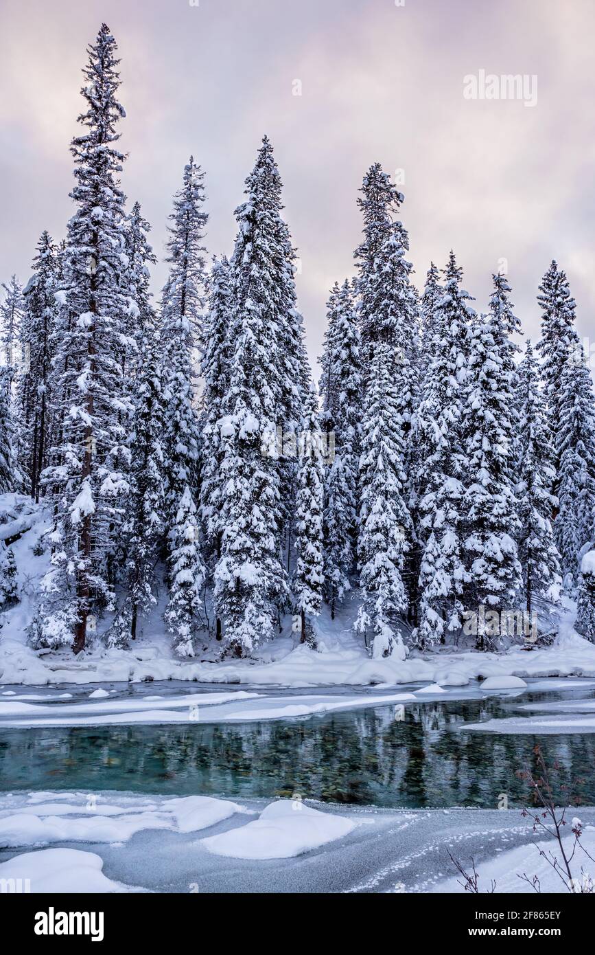 Tramonto su tress coperto di neve e Toby Creek vicino a Invermere nel Parco Nazionale di Kootenay, BC Foto Stock