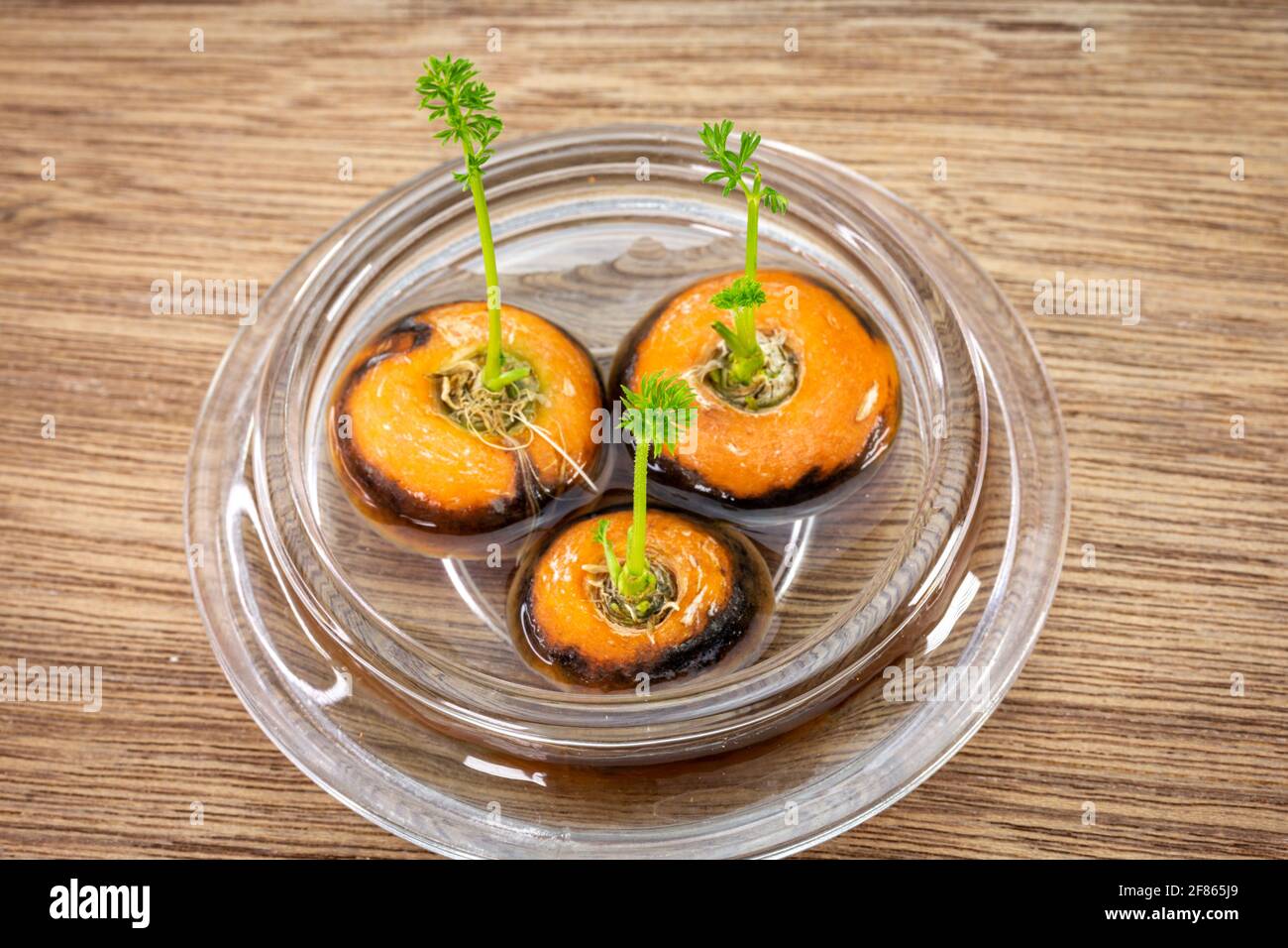 Le cime di carota che crescono in acqua in una ciotola di vetro ricrescono cibo appena fatto in casa Foto Stock