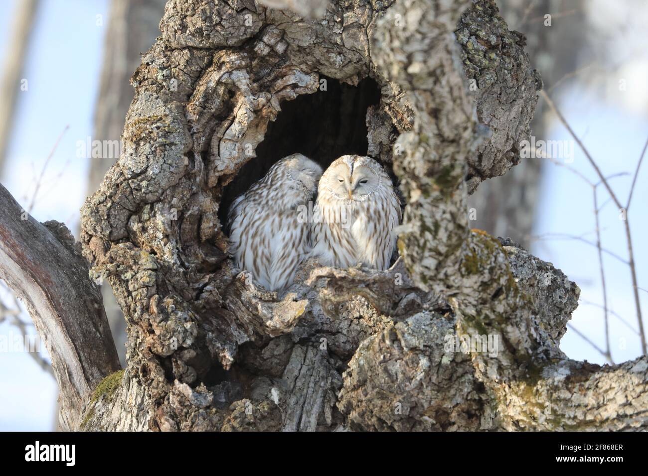 Ural OWL (Strix uralensis japonica) coppia a Hokkaido, Giappone del Nord Foto Stock