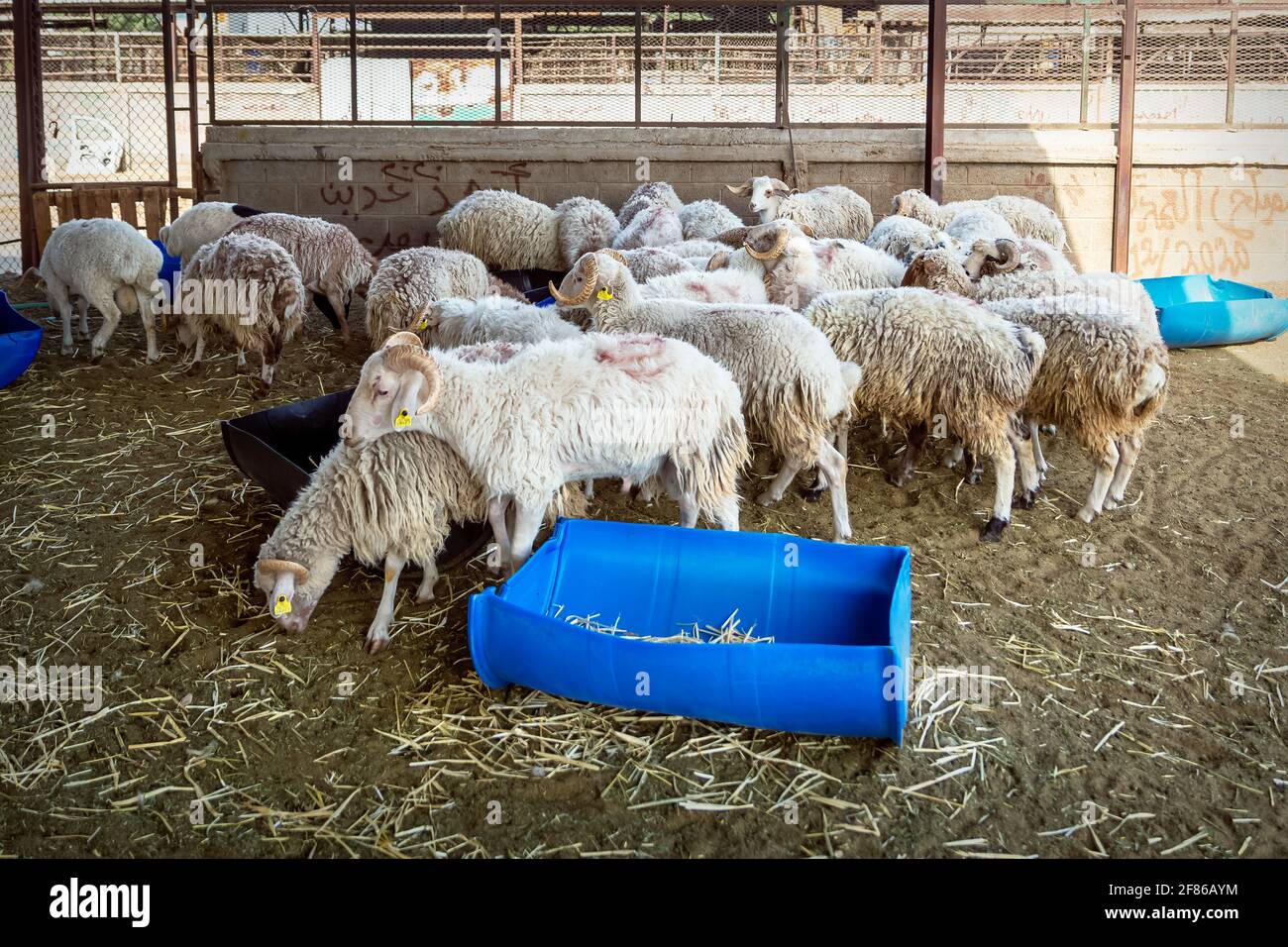 Gruppo di capre nella loro fattoria, UNA fattoria di capra dove la gente viene ad acquistare la capra. Dammam, Arabia Saudita . Foto Stock