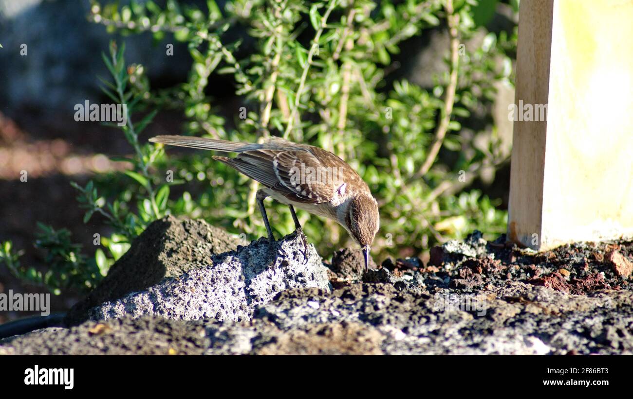 Galapagos mockingbird (Mimus parvulus) che fa il foraggio alla stazione di Darwin a Puerto Ayora, Isola di Santa Cruz, Galapagos, Ecuador Foto Stock