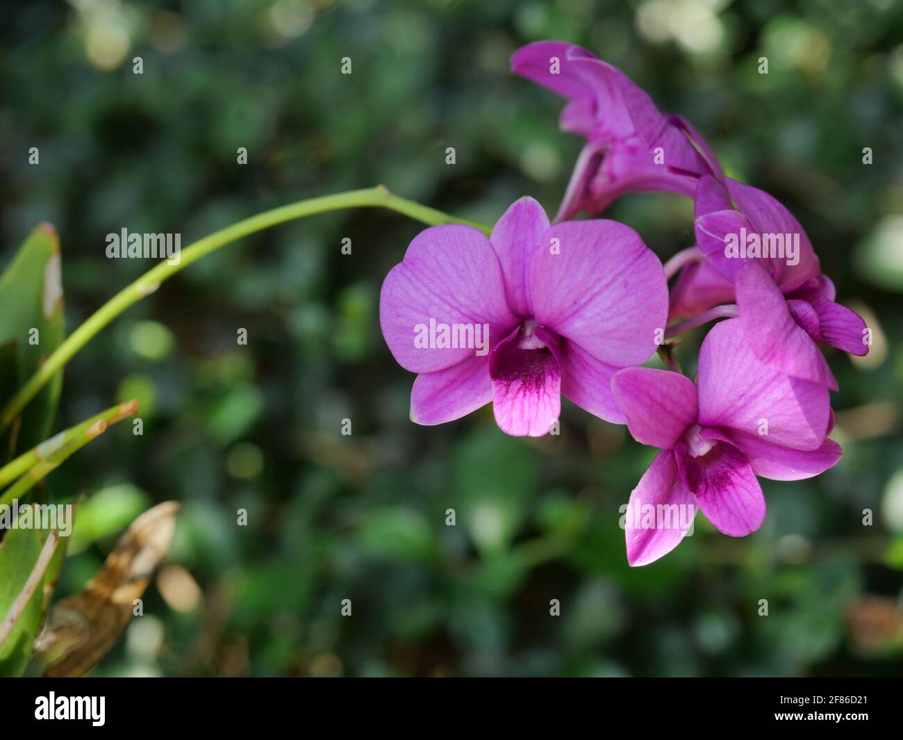 Orchidea tropicale con sfondo verde naturale, petali di fiori rosa e viola fioriscono Foto Stock
