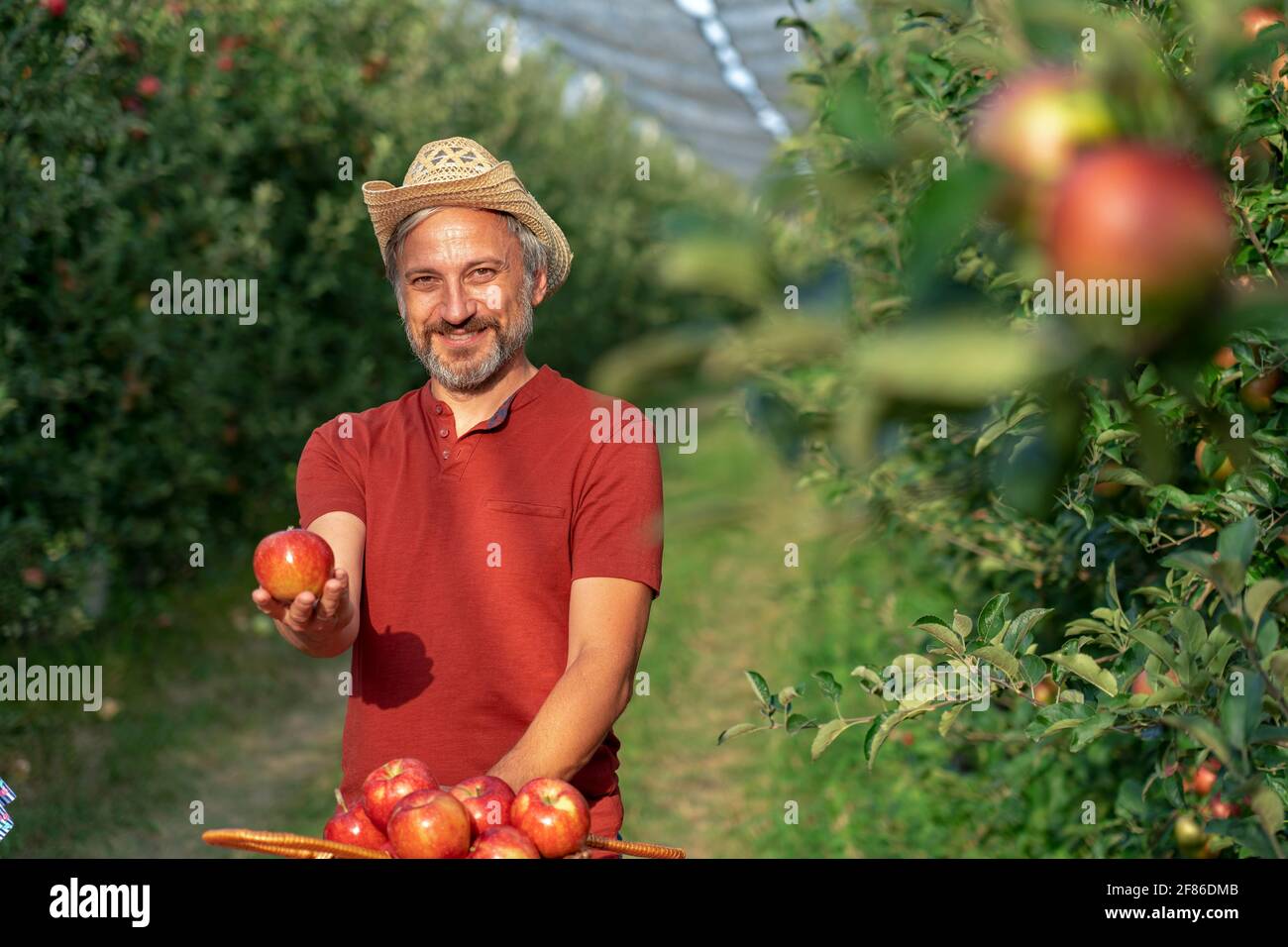 Carismatico agricoltore maturo che tiene la mela rossa e guardando la fotocamera. Concetto di cibo sano. Coltivatore che raccoglie le mele in un frutteto. Foto Stock
