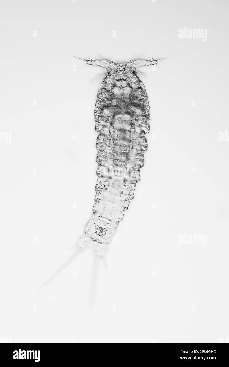 La micrografia leggera di un copepod, campo visivo verticale, è di circa 0,62 mm Foto Stock