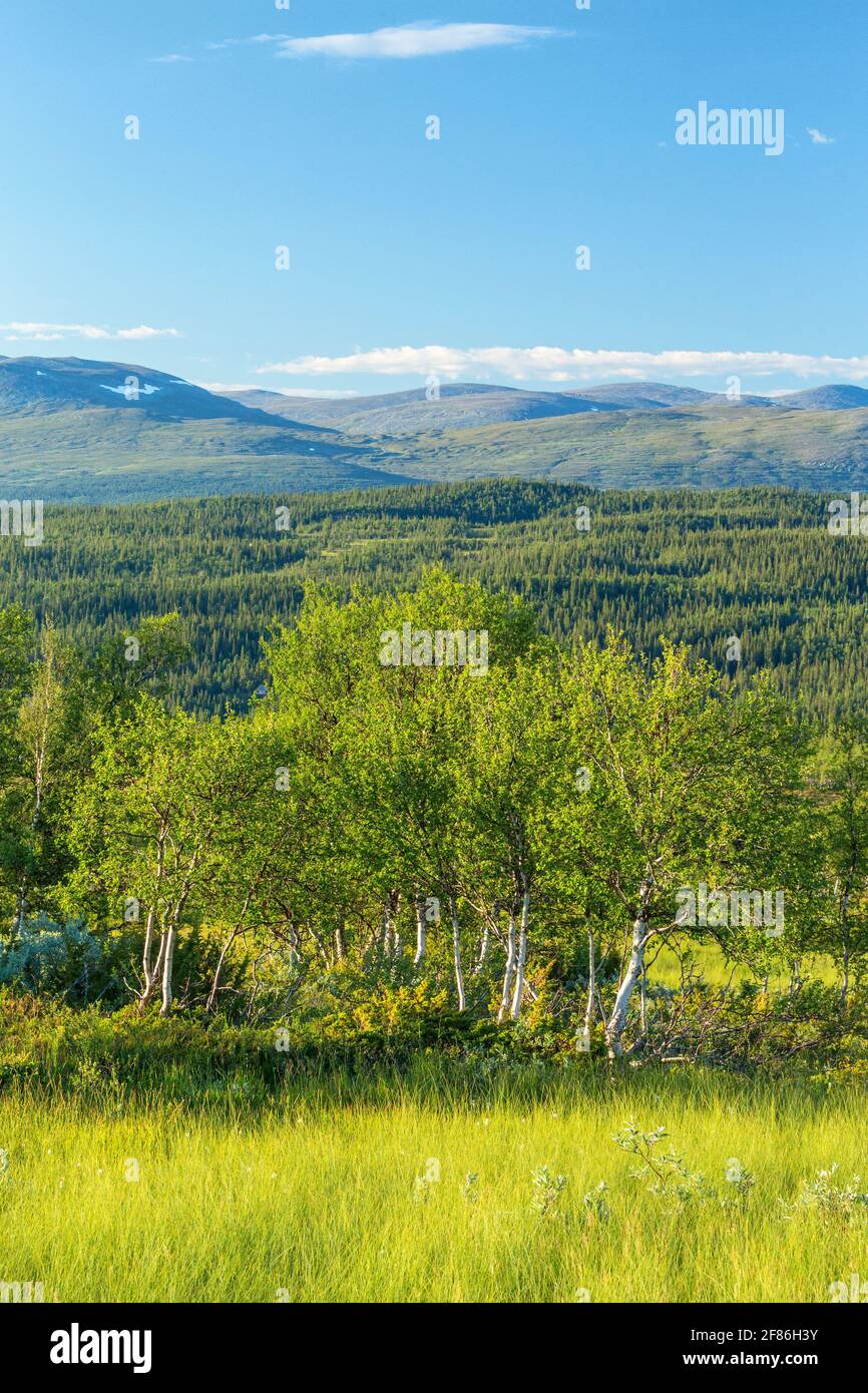 Birch Tree Grov i n vista paesaggio montano Foto Stock