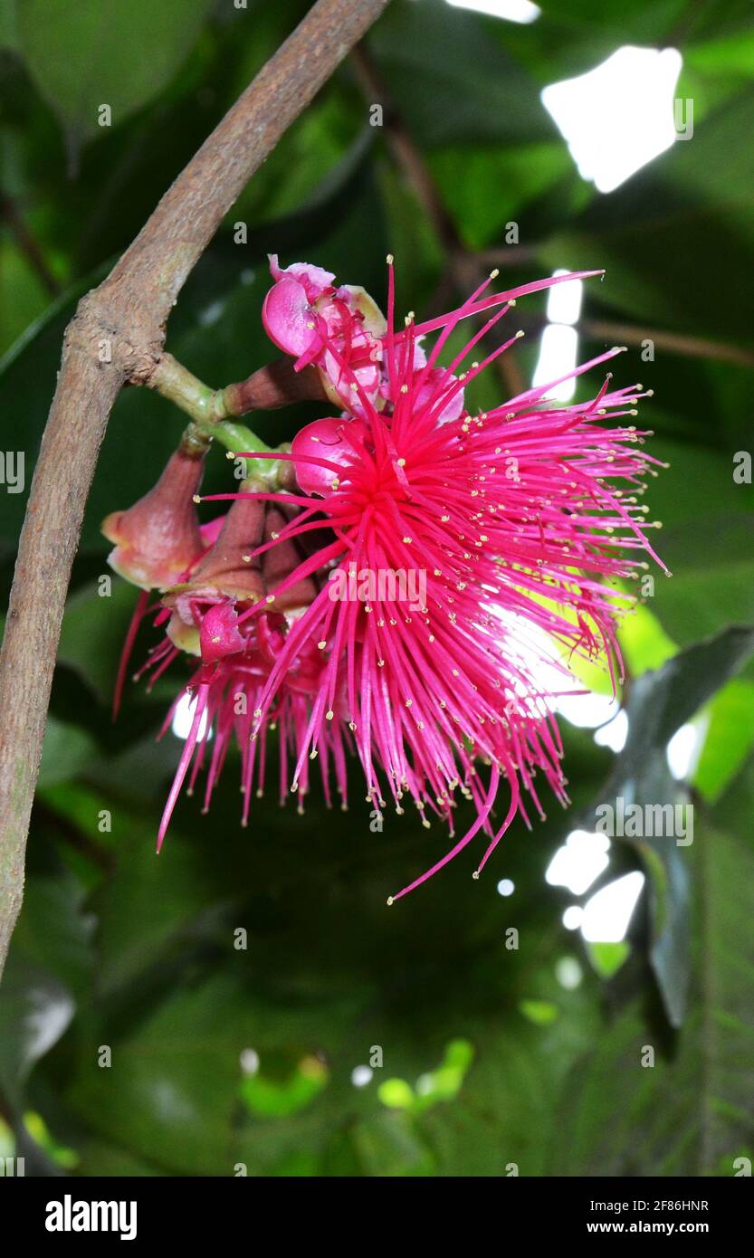 Un albero di fiori tropicale a forma di ago a Bali, Indonesia. Foto Stock