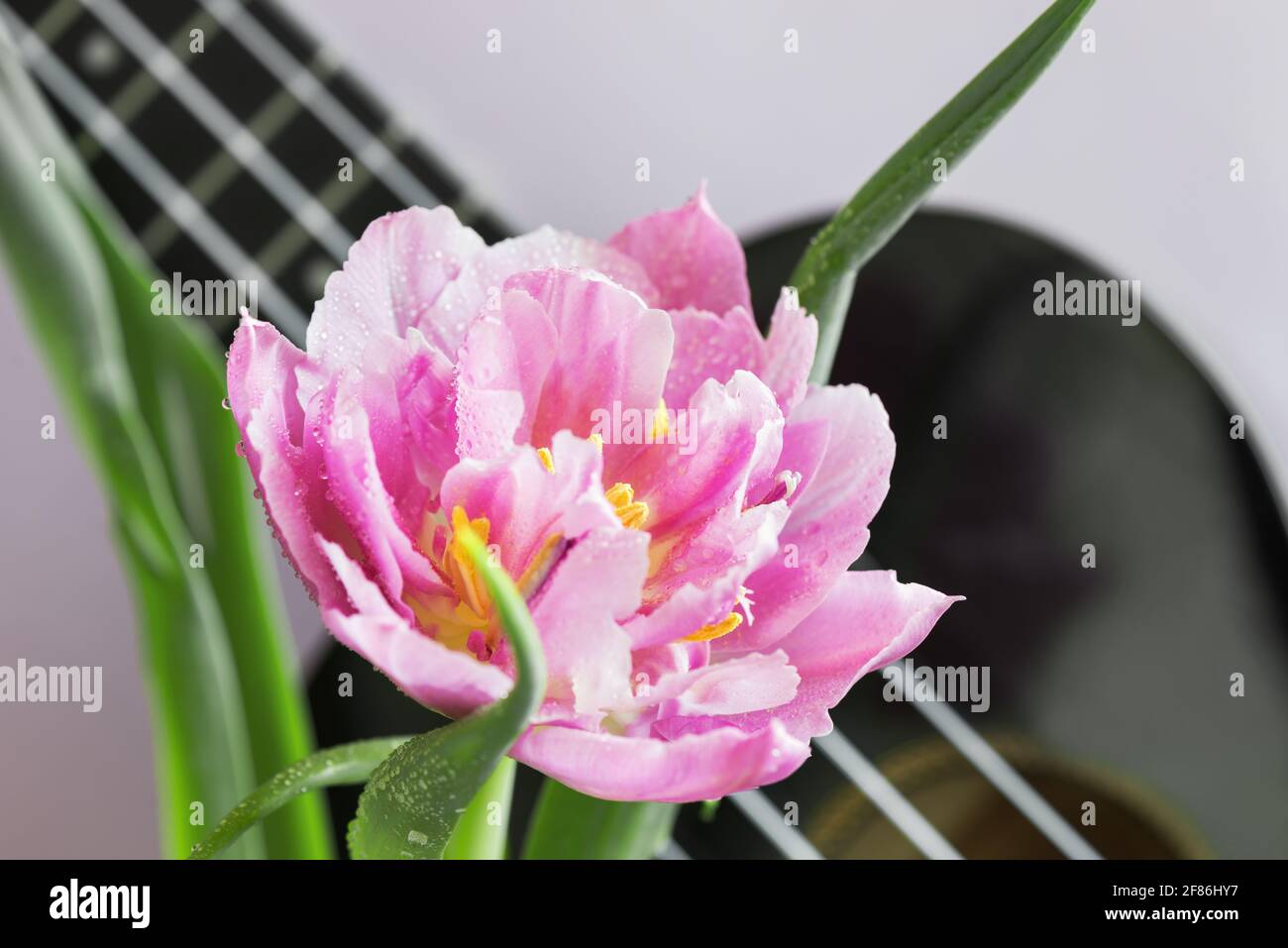 bella tulipano su uno sfondo lilla e un frammento di uno strumento musicale ukulele Foto Stock