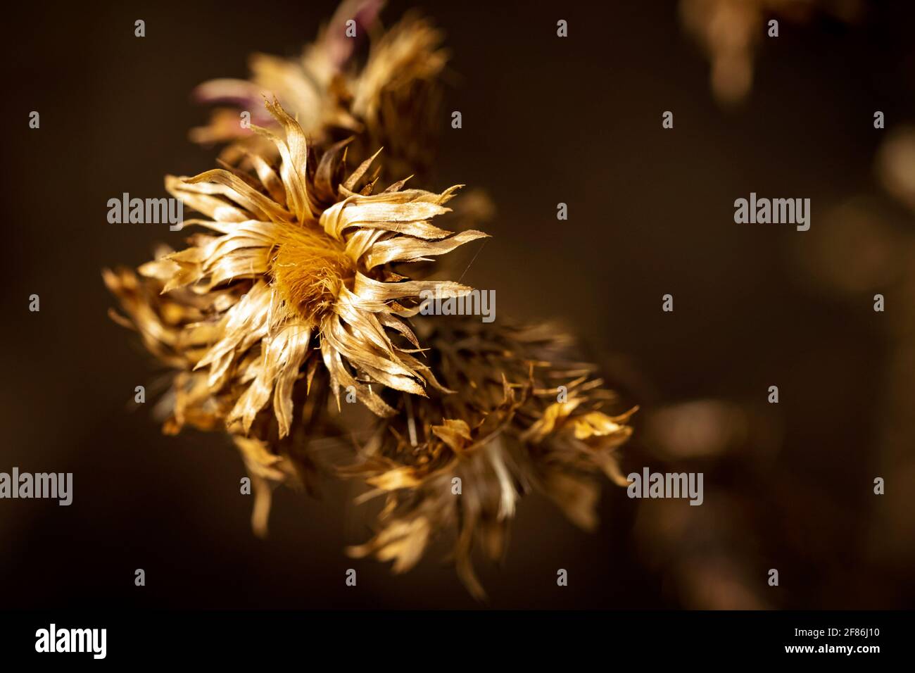 Closeup di una pianta appassita con sfondo sfocato Foto Stock