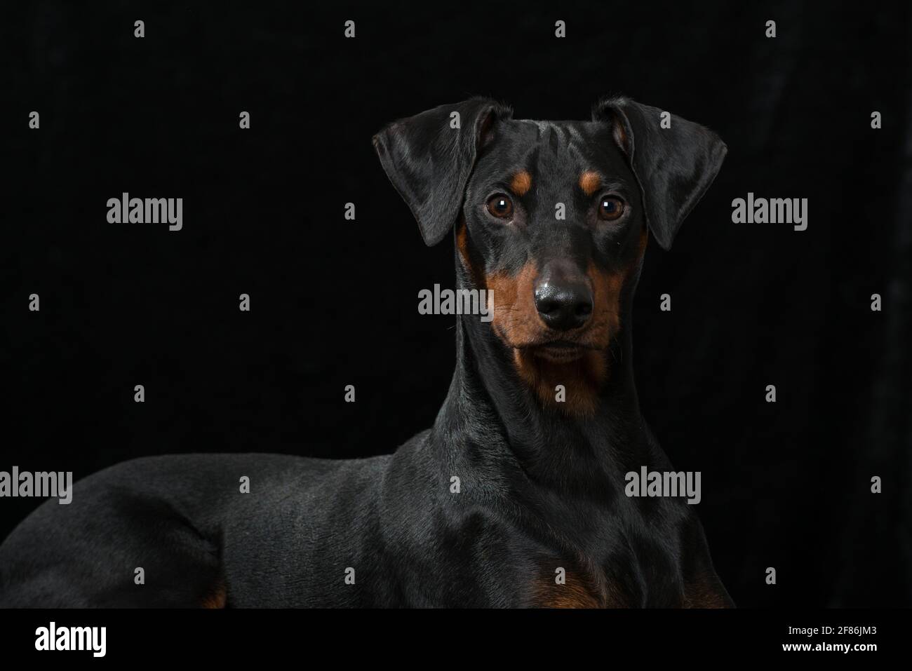 Cane Pinscher su sfondo nero Foto Stock