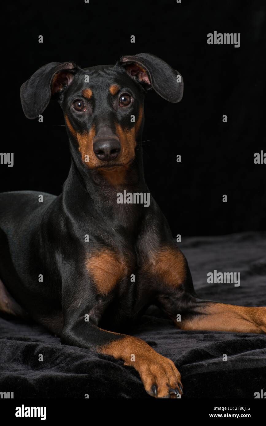 Cane Pinscher su sfondo nero Foto Stock