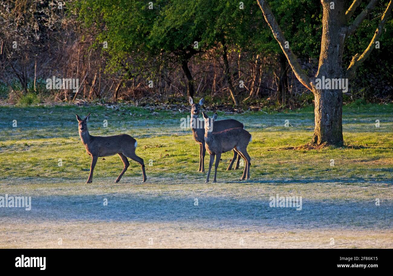 Edimburgo, Scozia, Regno Unito. 12 aprile 2021. Partenza fredda per Roe Deer al sole della mattina presto dopo una notte molto fredda con brina pesante, temperatura attuale 4 gradi centigradi. Una stare gelida da questi tre cervi Foto Stock