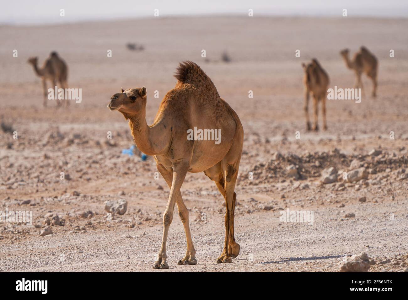 Cammelli che camminano nel deserto, a sud-ovest del Qatar Foto Stock