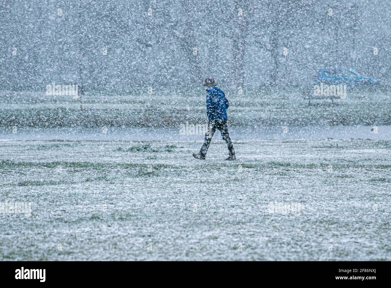 WIMBLEDON LONDRA, REGNO UNITO 12 APRILE 2021. Un uomo che cammina attraverso Wimbledon Common è catturato in una doccia di neve pesante in una mattina fredda con temperature di congelamento. Credit amer Ghazzal/Alamy Live News Foto Stock