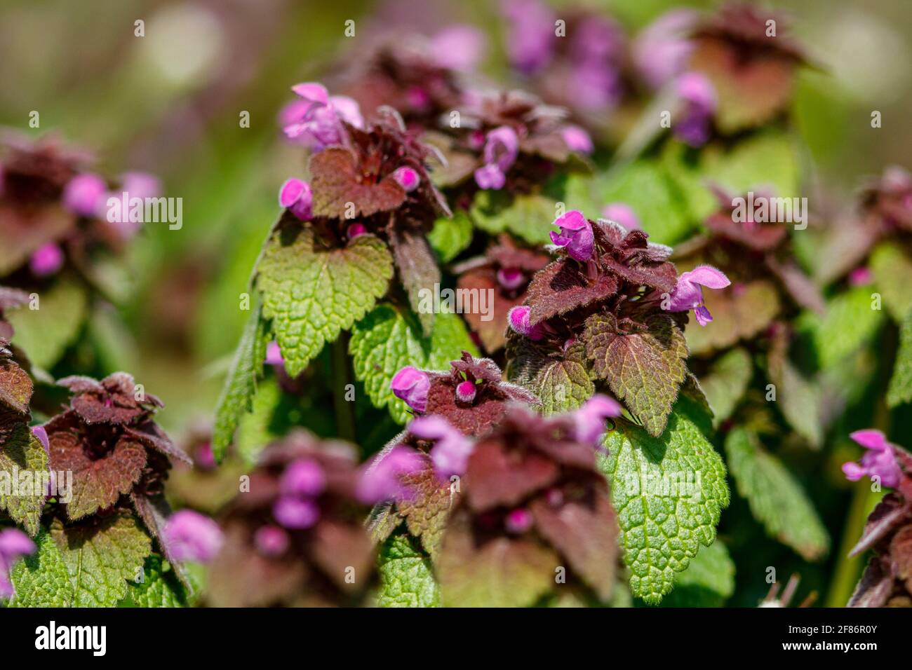 Un morto nettles su un prato Foto Stock