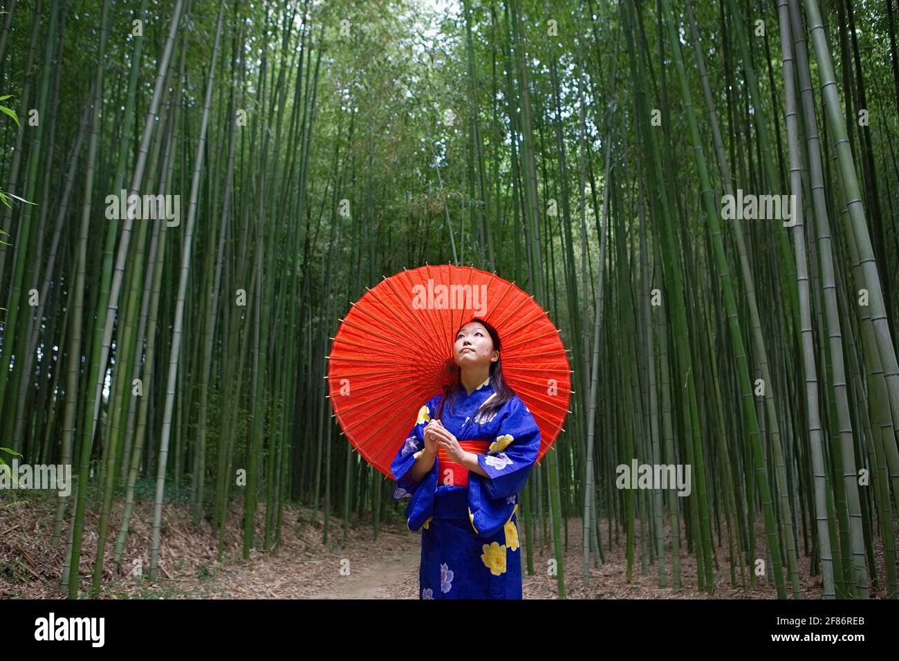 Giovane donna in kimono con ombrellone che guarda su bambù alberi Foto Stock