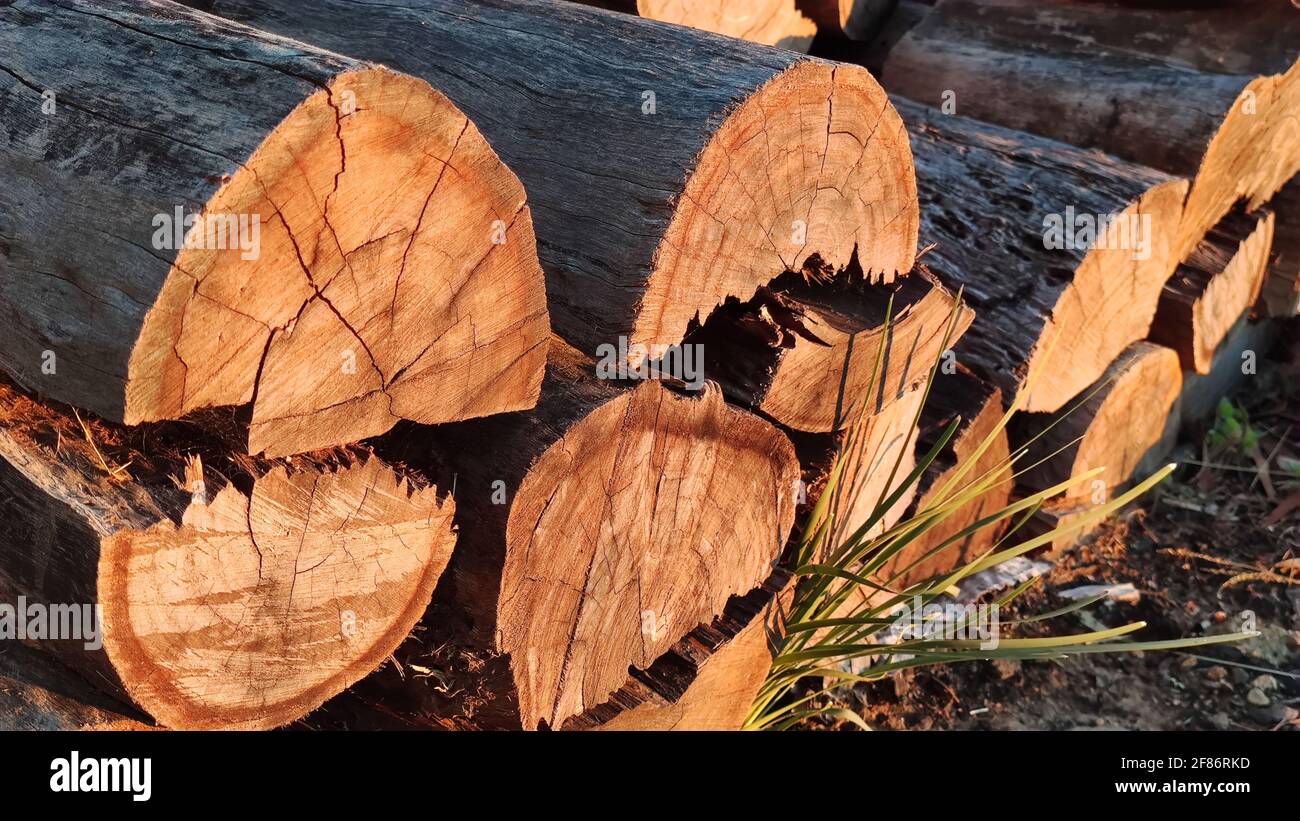 mucchio di legno che è stato alterato nel tempo, tritato pronto per essere bruciato. Mullion Creek, NSW, Australia. Foto Stock