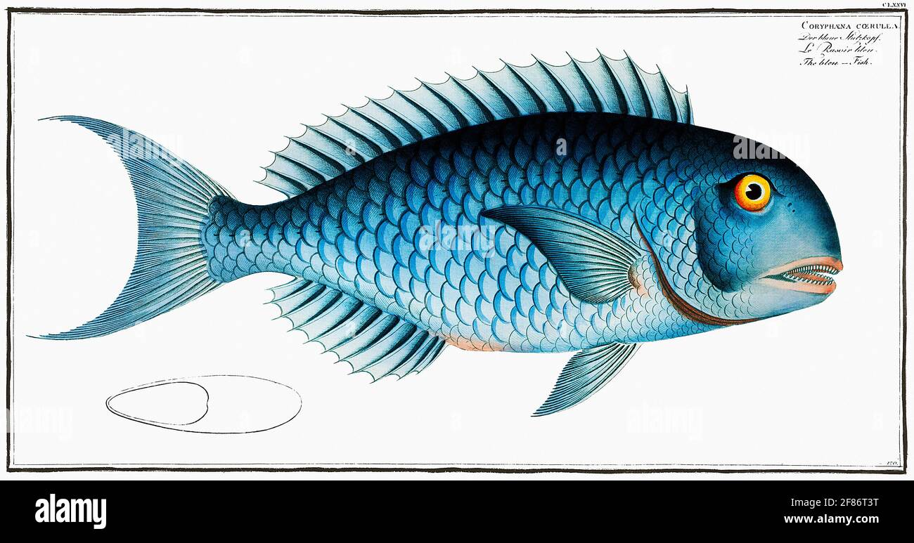 Bleu-Fish (Coryphaena coerulea) (1785-1797) di Marcus Elieser Bloch. Foto Stock