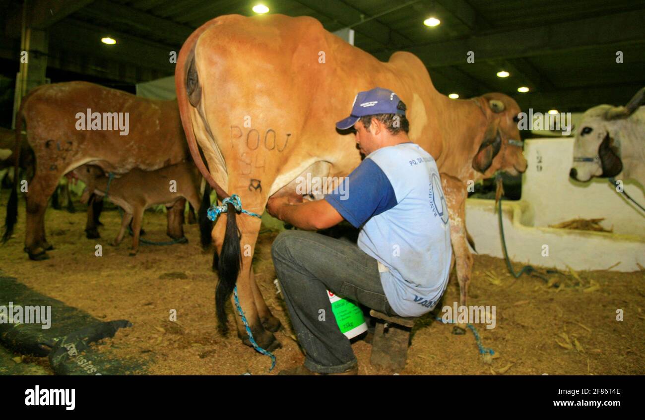 salvador, bahia / brasile - 2 dicembre 2014: Cowboy è visto fare la mungitura manuale di mucca da latte nella città di Salvador. *** Local Caption *** . Foto Stock