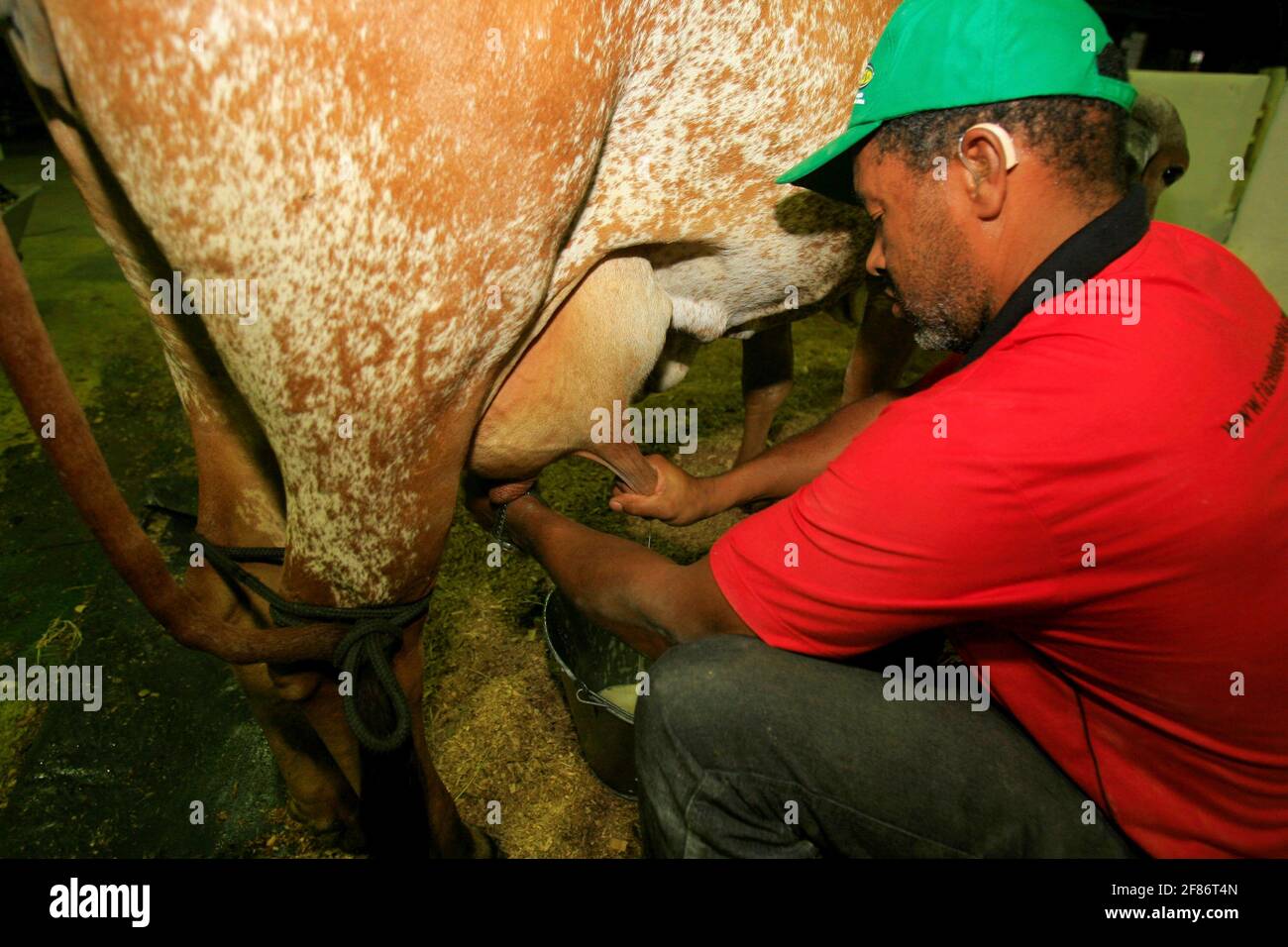 salvador, bahia / brasile - 2 dicembre 2014: Cowboy è visto fare la mungitura manuale di mucca da latte nella città di Salvador. *** Local Caption *** . Foto Stock