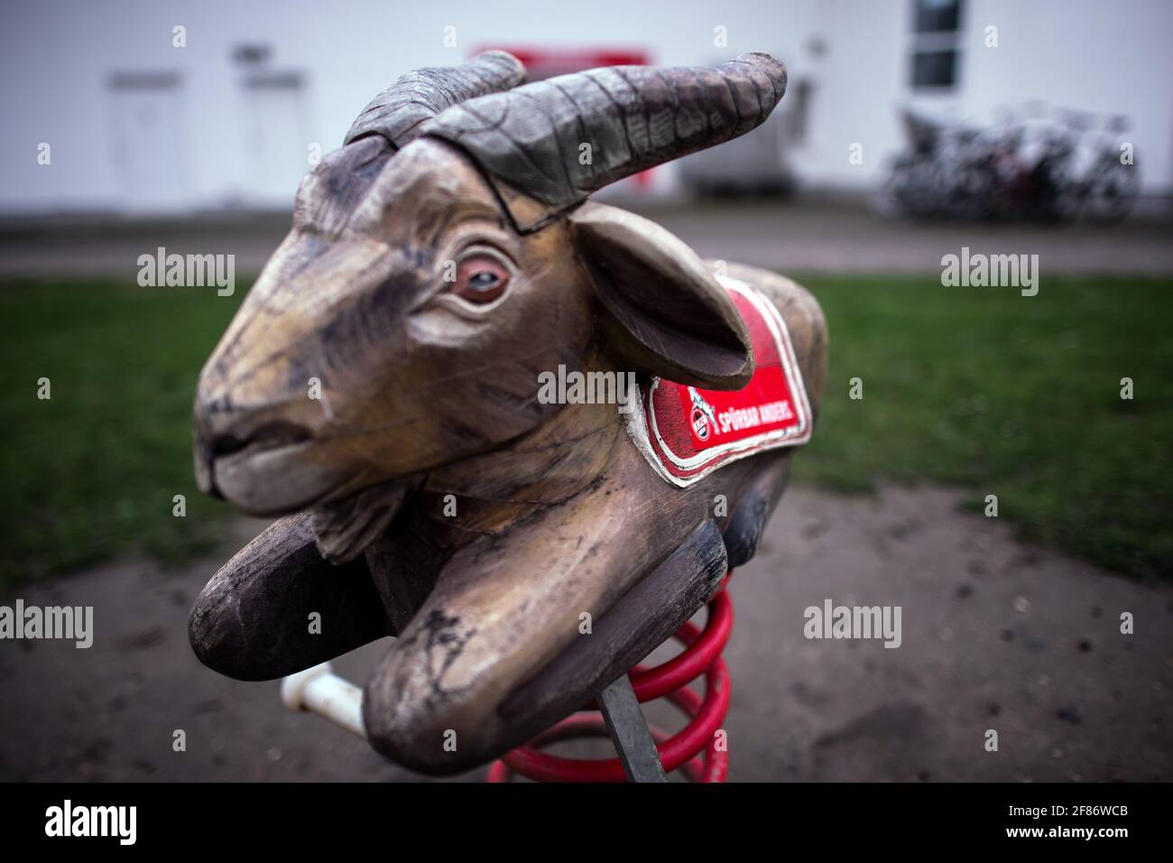 Colonia, Germania. 12 Aprile 2021. Una capra basculante si trova di fronte  alla Geißbockheim di 1. FC Köln. 1. FC Köln ha partito strade con il  pullman Markus Gisdol. La seconda a