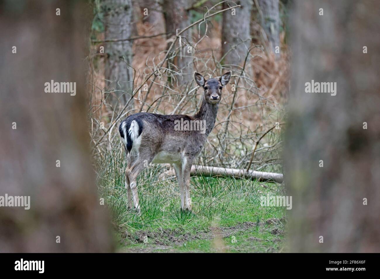Femmina allow Deer guardando tra due alberi Foresta di Dean REGNO UNITO Foto Stock
