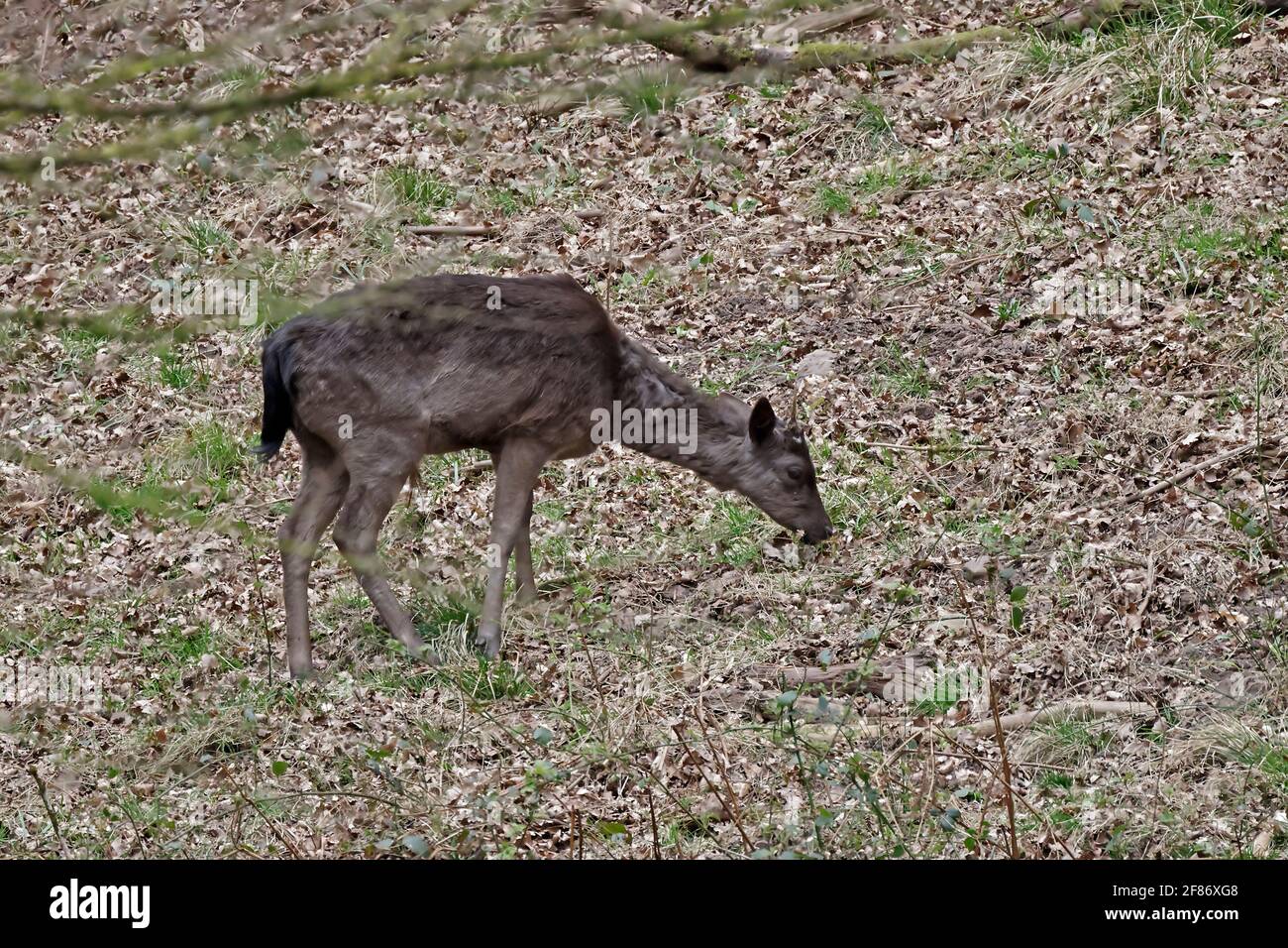 Femmina di allow Deer Forest di Dean UK Foto Stock
