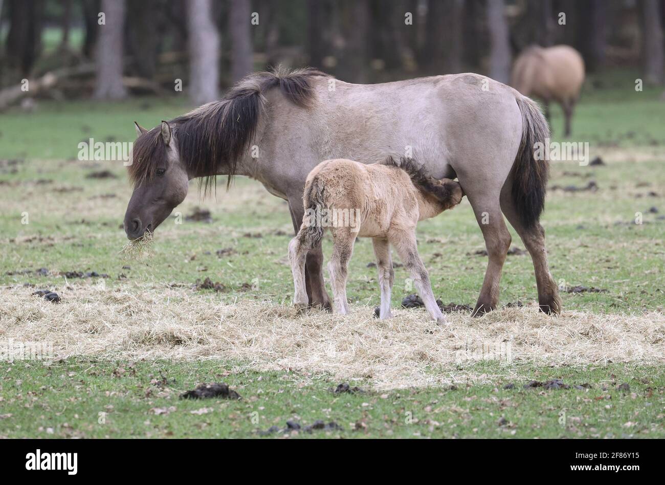 Dulmen, Germania. 4 Aprile 2021. Firo: 04.04.2021 Dulmen, Duelmen cavalli selvaggi in Merfeld vicino a Dulmen UN nemico con la madre | uso nel mondo Credit: dpa/Alamy Live News Foto Stock