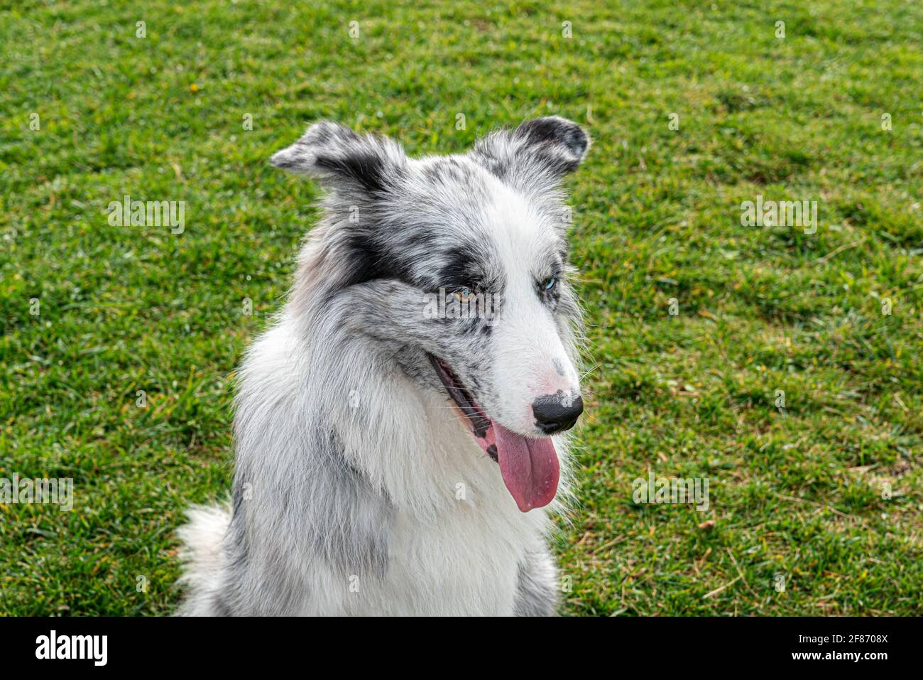 Ritratto di bianco e nero frisbee cane con blu e. occhi marroni e fondo d'erba Foto Stock