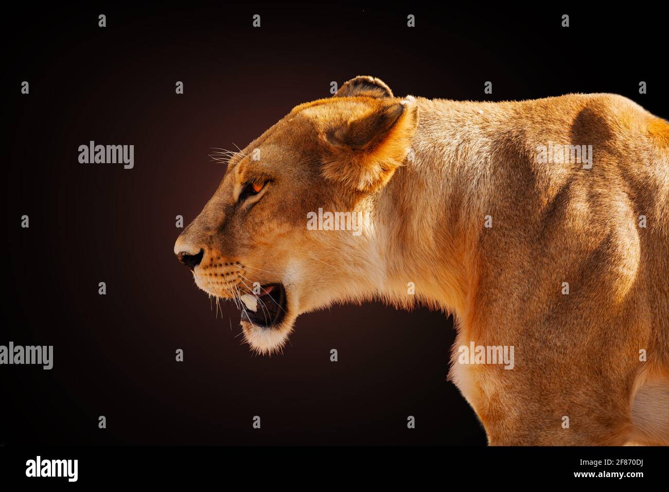 Immagine di profilo del leone femminile arrabbiato su scuro Foto Stock