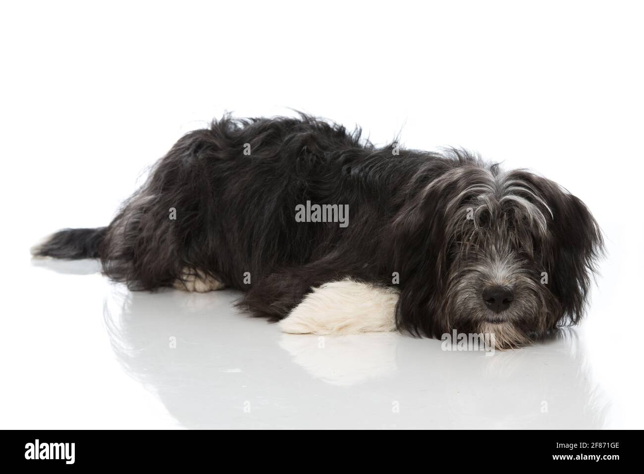 carino cane di razza incrociata isolato su sfondo bianco Foto Stock