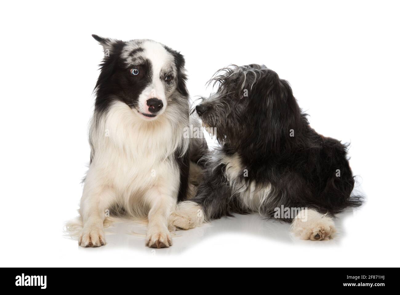 Due cani isolati su sfondo bianco Foto Stock