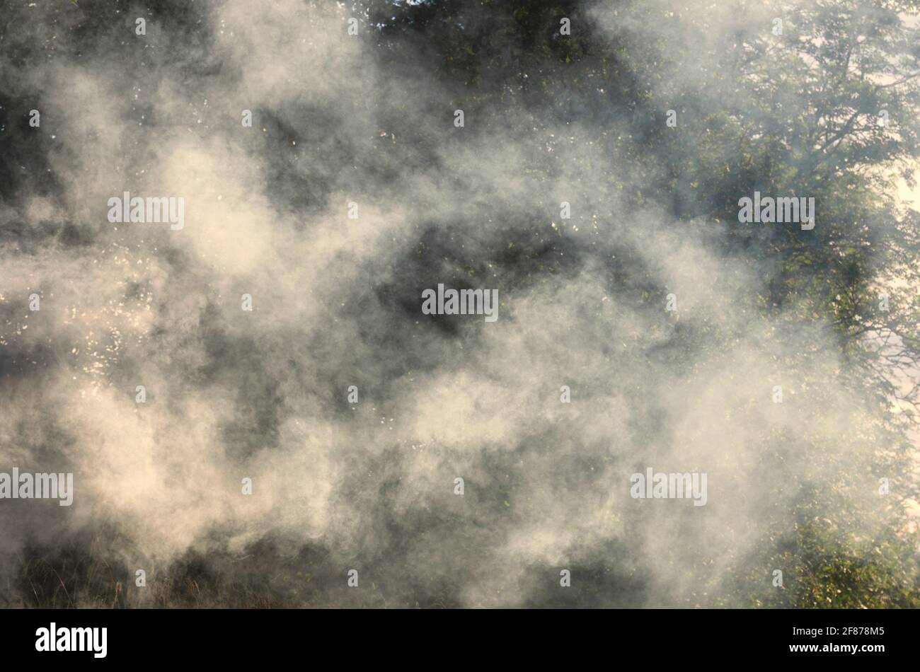 Nuvole di fumo bianco da un incendio di un villaggio nel luce del sole sullo sfondo di alberi estivi Foto Stock