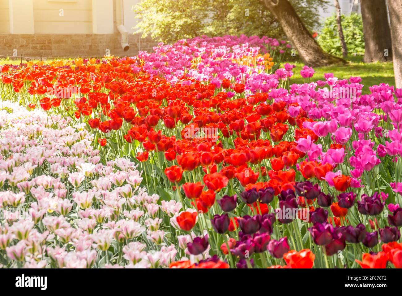 Un letto di fiori di tulipani di tre colori diversi Foto Stock