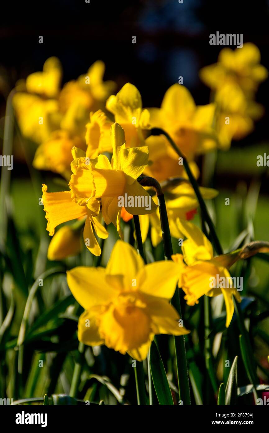 Narcisi in fiore. Narcissus è un genere di piante perenni a fiore prevalentemente primaverile della famiglia amaryllis, Amaryllidaceae. Foto Stock