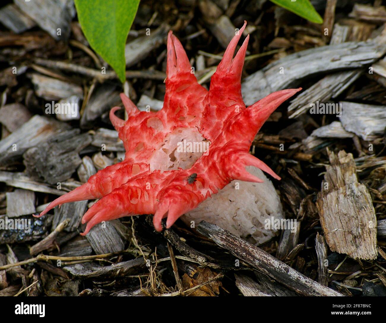 Stinkhorn fungus (musidiomycete fungus, anemone stinkhorn, Starfish fungus, Sea anemone fungus, Aseroe rubra). Rosso, odore di fallo, Queensland, Australia. Foto Stock